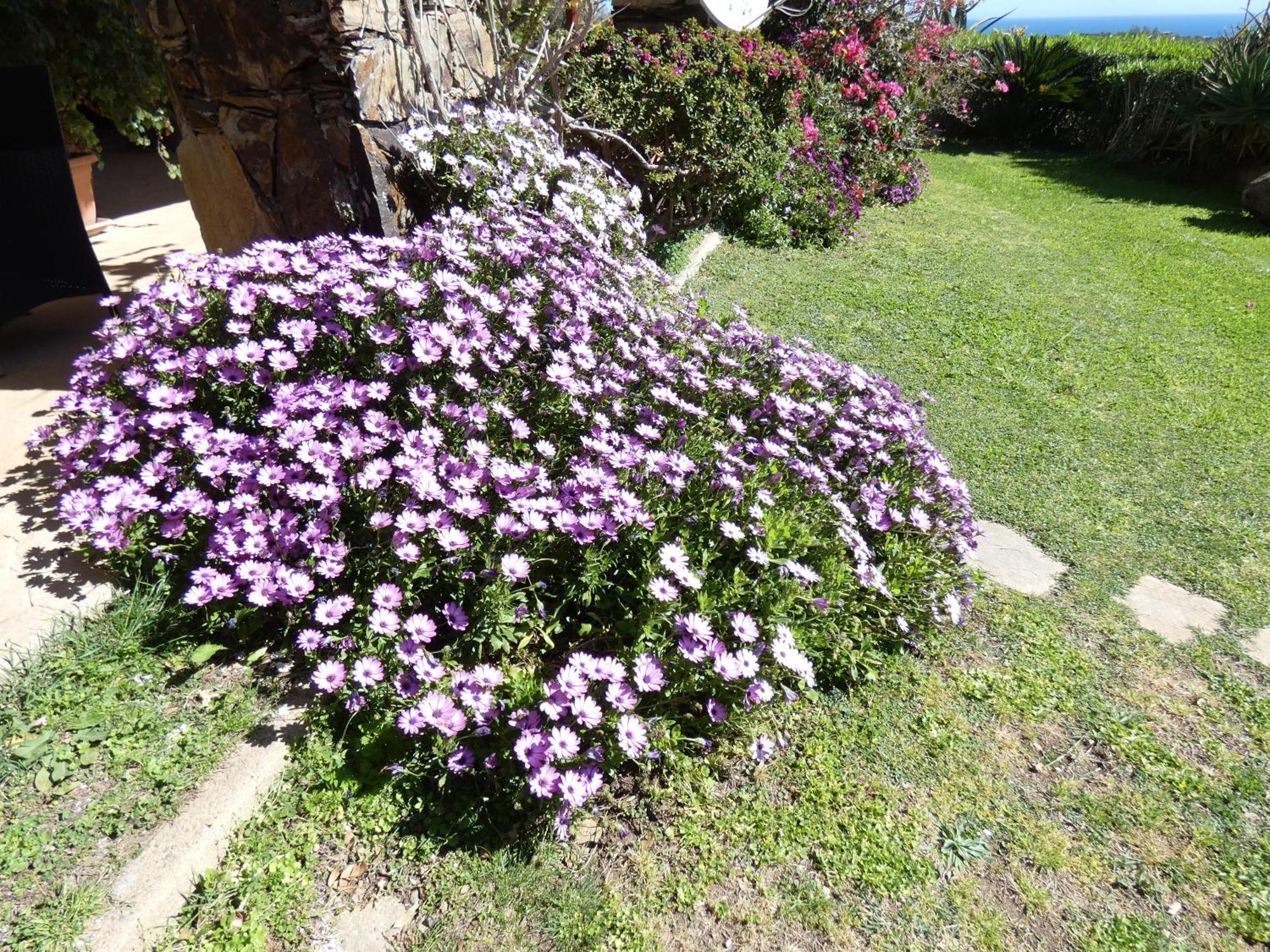 Comino Alto Agriturismo E Appartamenti Siniscola Esterno foto